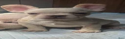 French Bulldog dogs for sale: french bulldog puppys - Advert 5