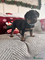 Rottweiler dogs * 1 Left* German Lines - Chunky Rottweiler Puppies - Advert 2