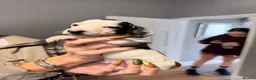 Miniature Dachshund dogs for sale: MINIATURE DACHSHUND PUPPIES 3 BOYS & 5 GIRLS 🐾 in Liverpool - Advert 27