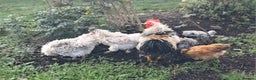 Chickens poultry for sale: Frazzler & silkie x pekin bantams - Advert 7