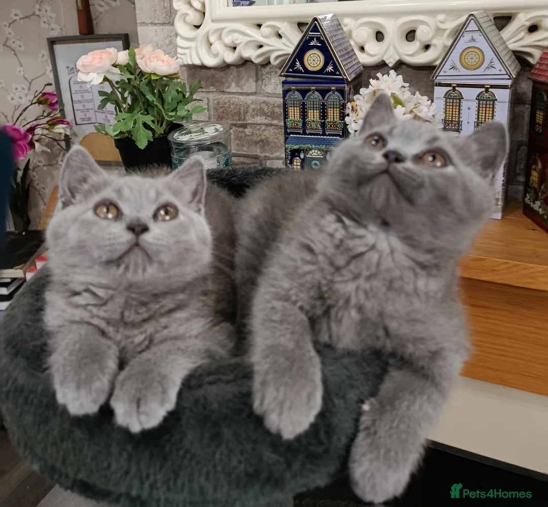 British Shorthair cats for sale: Beautiful kittens - Advert 2