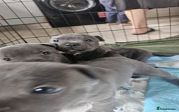 Staffordshire Bull Terrier dogs for sale: Beautiful Blue Staffs KC Registered - Image 6