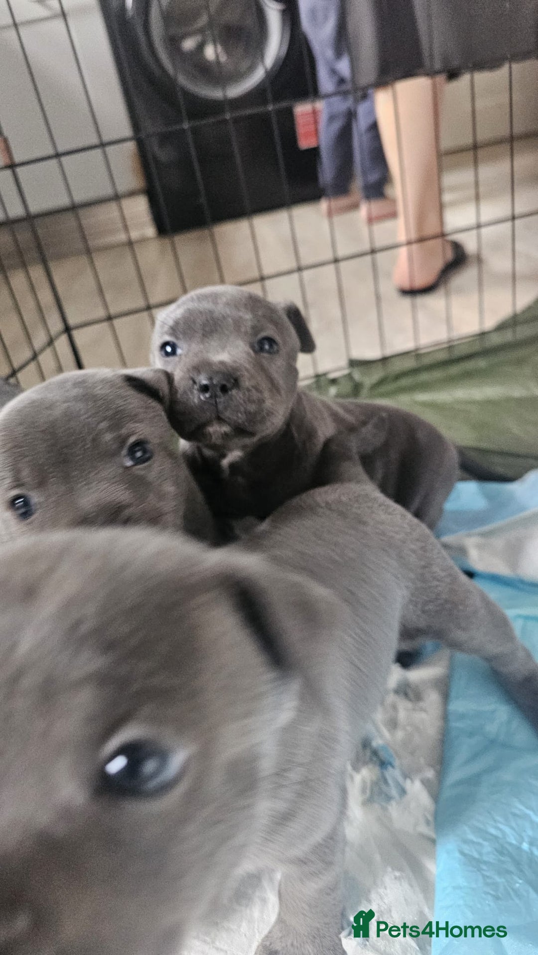Staffordshire Bull Terrier dogs for sale: Beautiful Blue Staffs KC Registered - Image 6