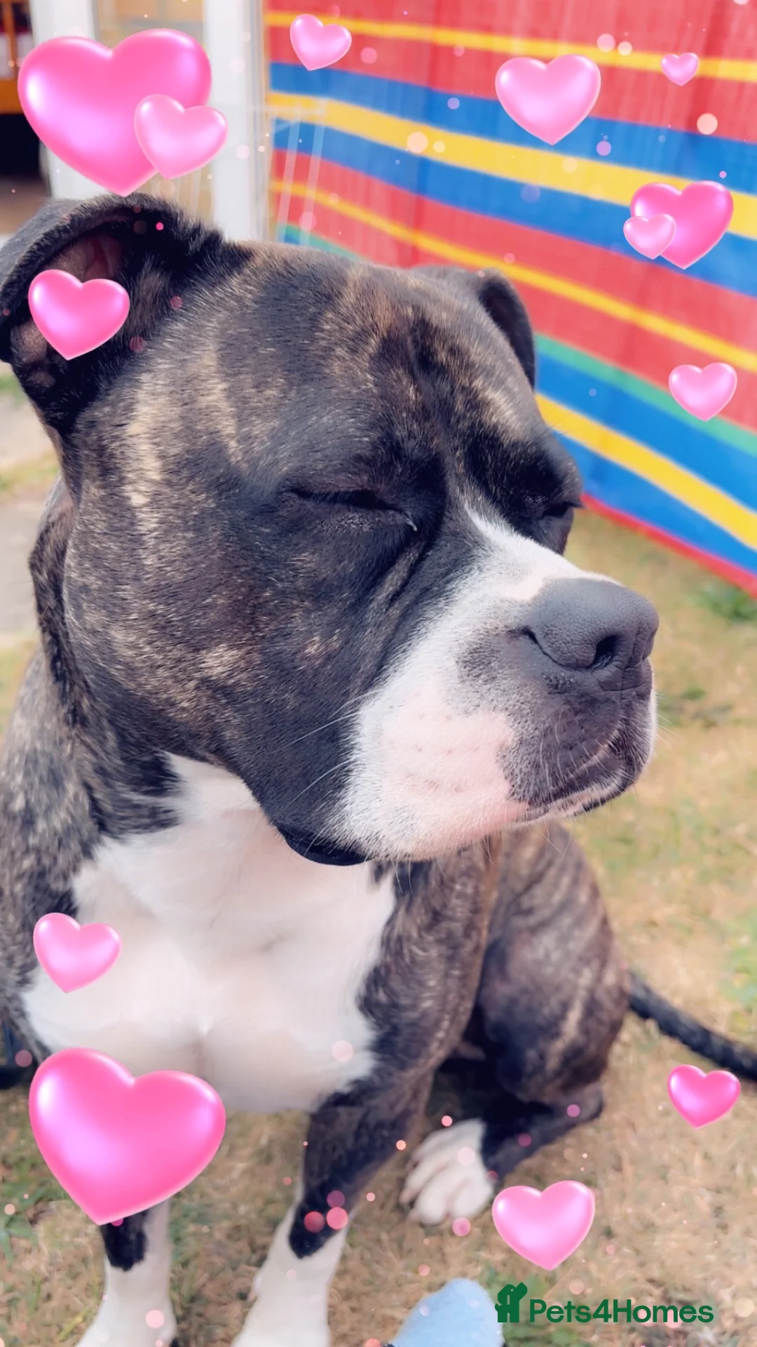Staffordshire Bull Terrier dogs for sale: Staffy male 2 years 1 month  - Advert 6