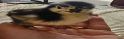 Chickens poultry for sale: Pekin Bantam Chicks - Advert 4