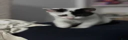 Mixed Breed cats for sale: Female Kitten - Advert 2