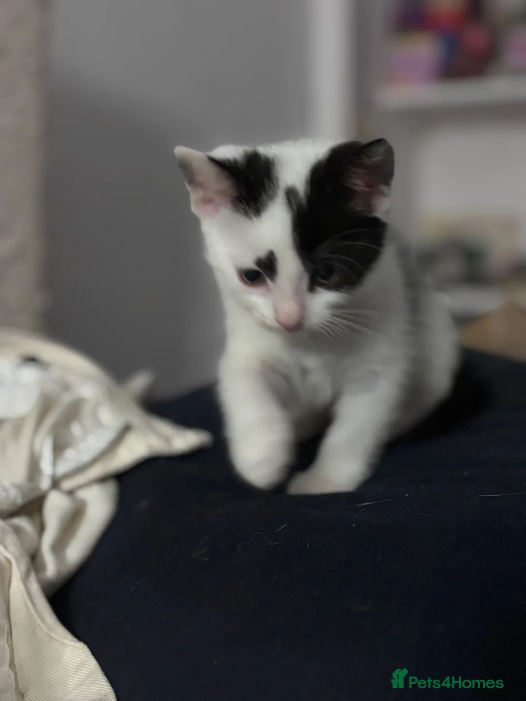 Mixed Breed cats for sale: Female Kitten - Advert 2