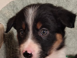 Border Collie dogs Cheekey Chaps*Ready* - Advert 5