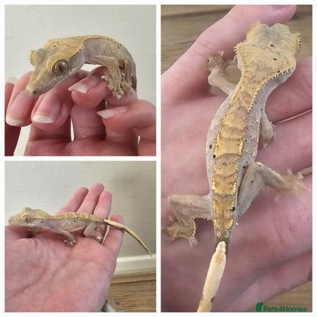 Gecko reptiles in Milton Keynes - Advert 5