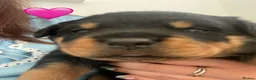 Rottweiler dogs for sale: Champion German Rottweiler Puppies - Advert 20
