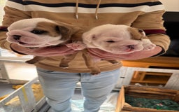 English Bulldog dogs for sale: English bulldog pups available 1/12/25 - Image 1