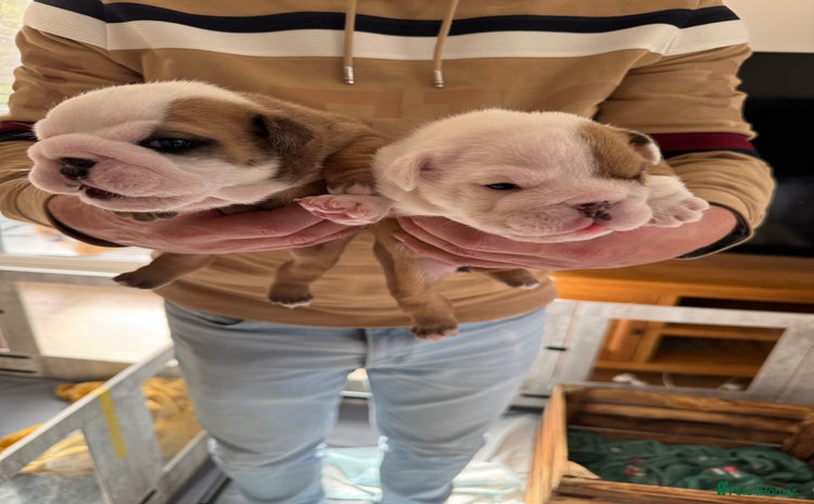 English Bulldog dogs - Advert 15