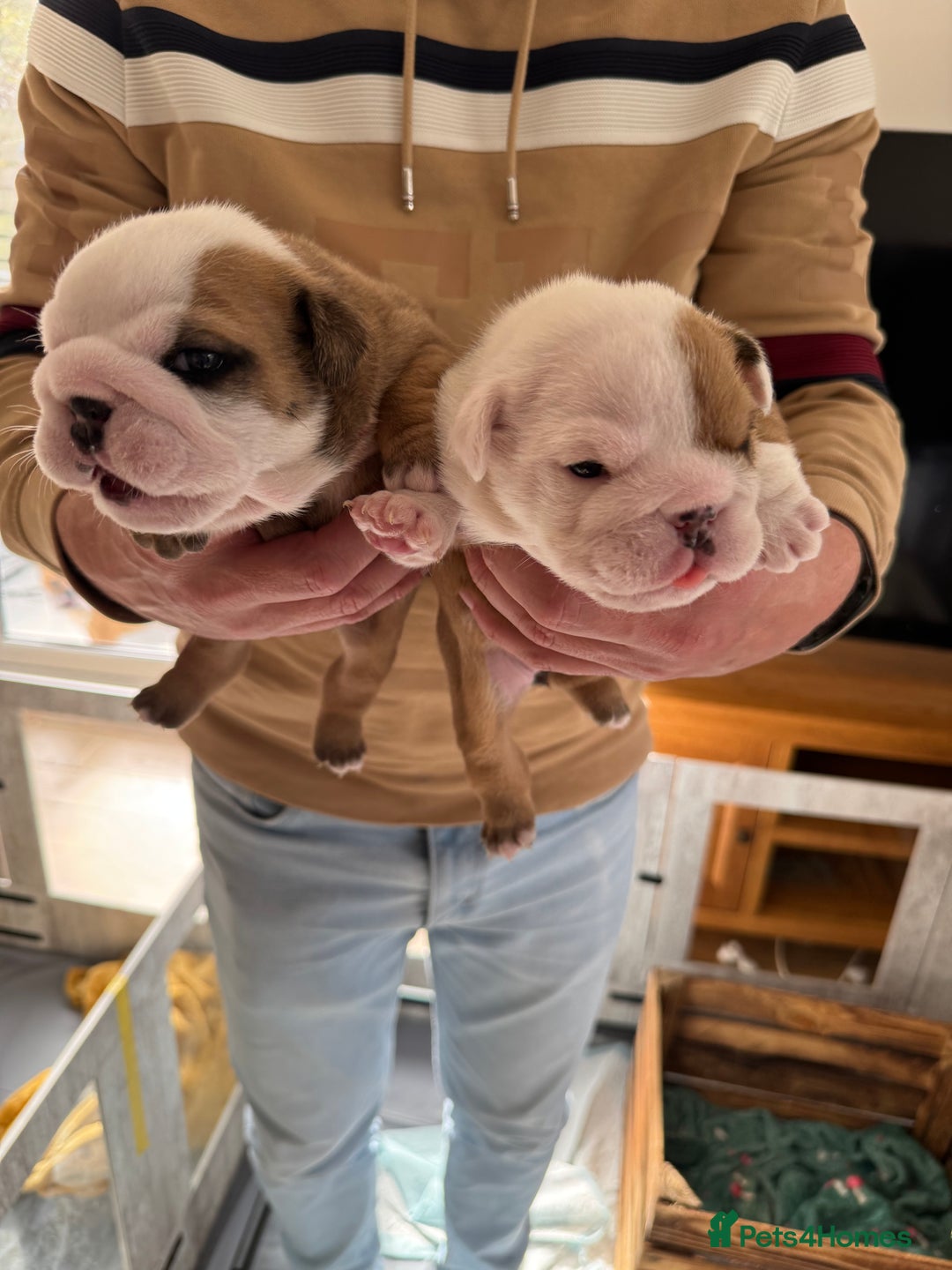English Bulldog dogs for sale: English bulldog pups available 1/12/25 - Image 1