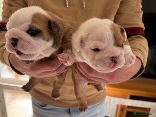 English Bulldog dogs - Advert 3