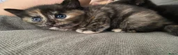 Mixed Breed cats for sale: Three beautiful kittens looking for new homes  - Advert 7