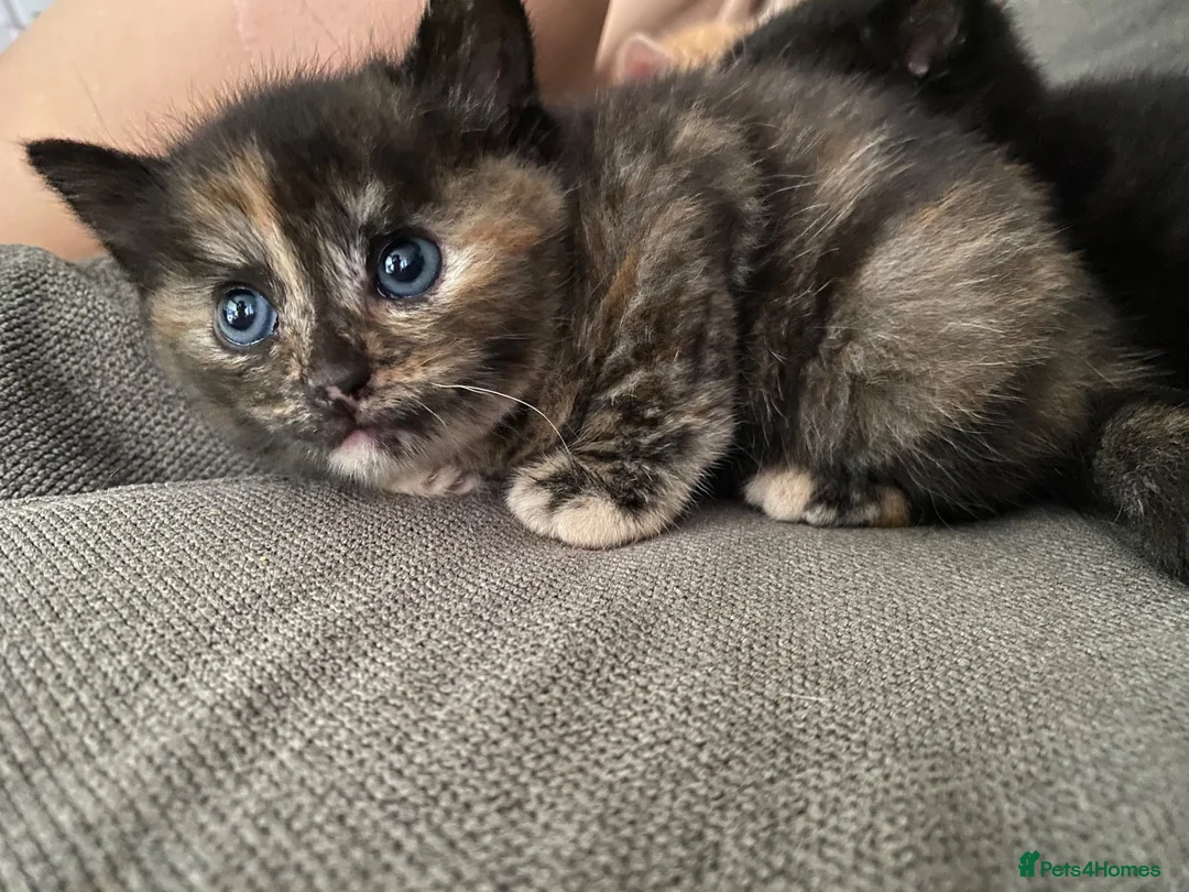 Mixed Breed cats for sale: Three beautiful kittens looking for new homes  - Advert 7