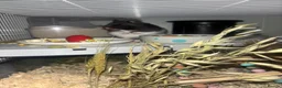 Hamster rodents for sale: hamster  in Kenilworth - Advert 2