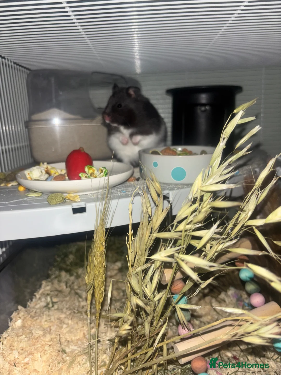 Hamster rodents for sale: hamster  in Kenilworth - Advert 2