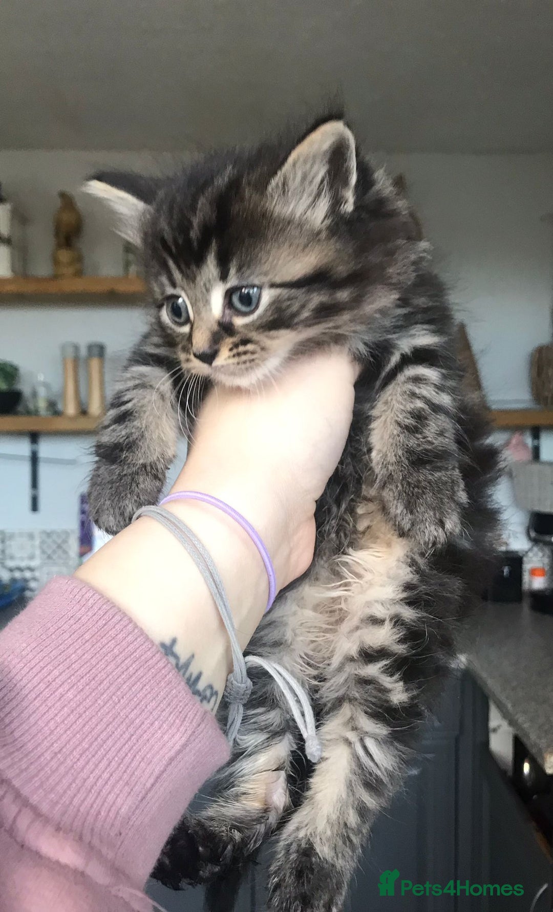 Mixed Breed cats for sale: 4 ragdoll cross mackerel tabby kittens  - Advert 2