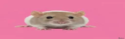 Rat rodents for sale: Fancy rats, fancy mice and harvest mice - Advert 7