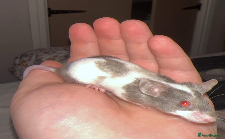 Mouse rodents - Advert 11