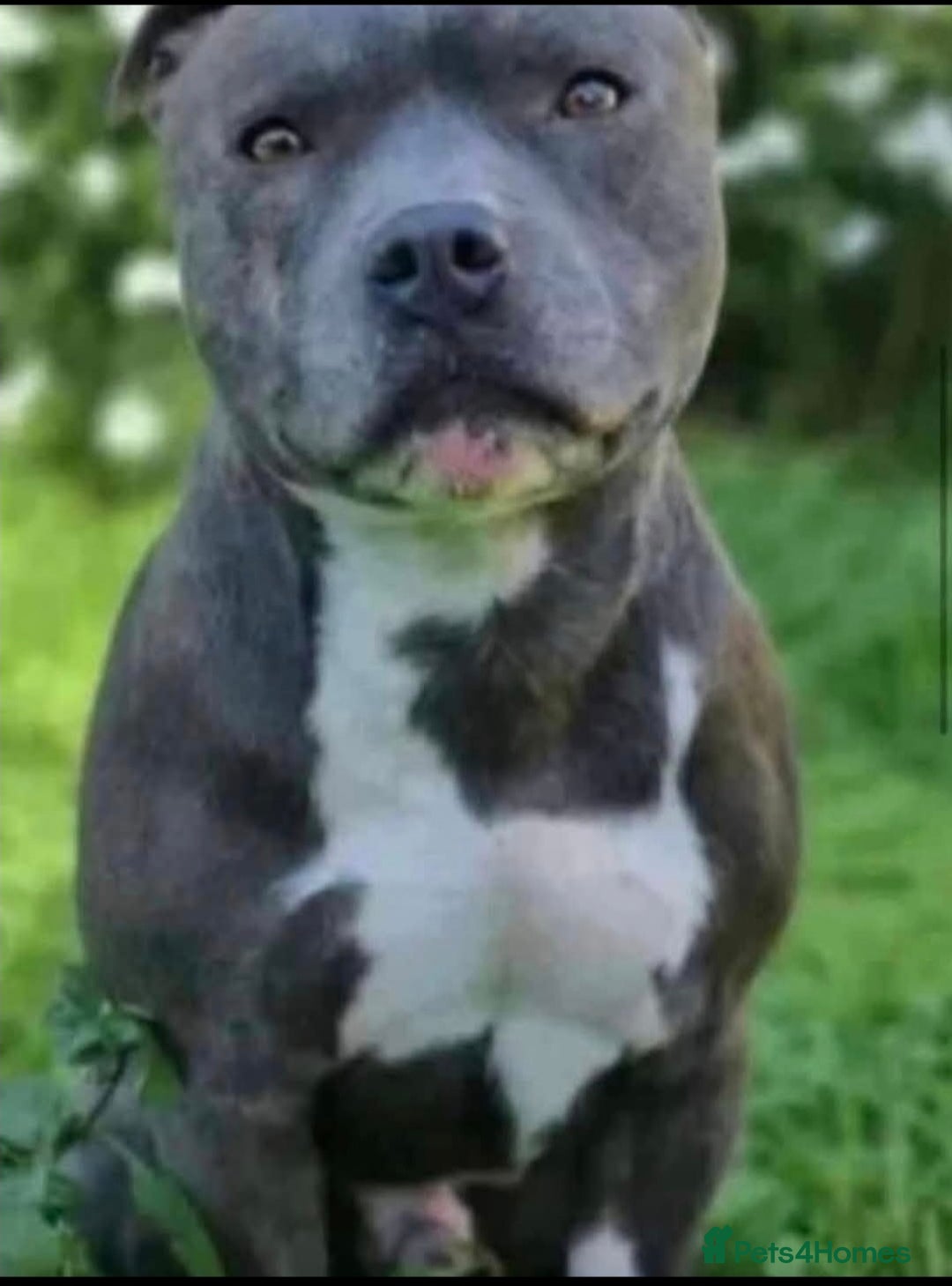 Staffordshire Bull Terrier dogs for sale: Adorable litter of 8 blue staffy pups  - Image 2