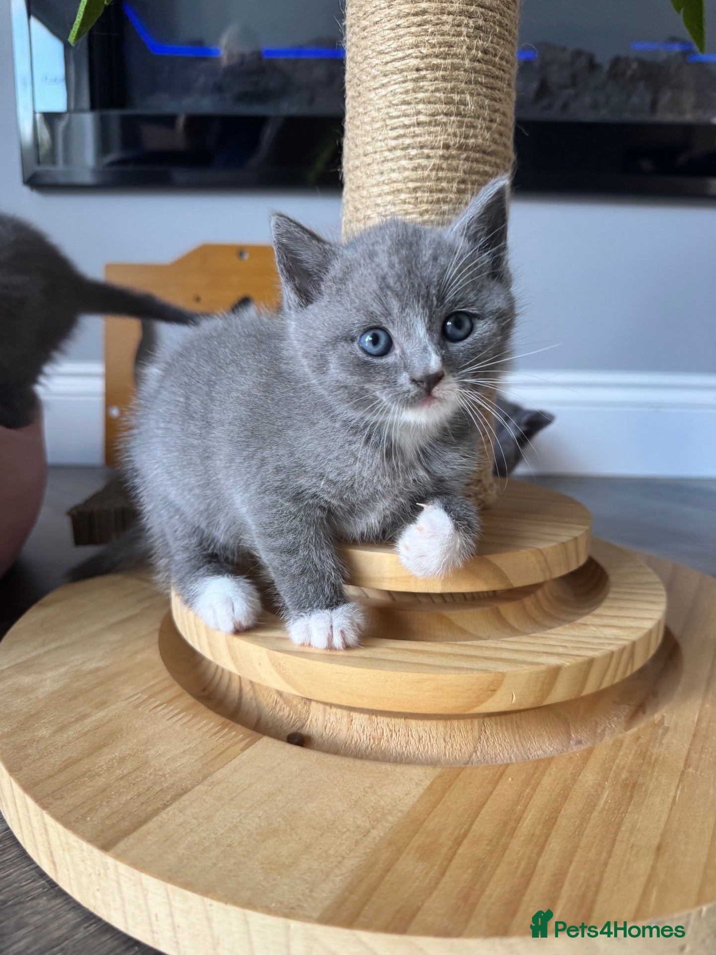 British Shorthair cats Adorable British Shorthair Kittens–2 Boys &2 Girls - Advert 2