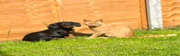 Miniature Dachshund dogs for sale: KC registered Black & tan Miniature daschund - Advert 3