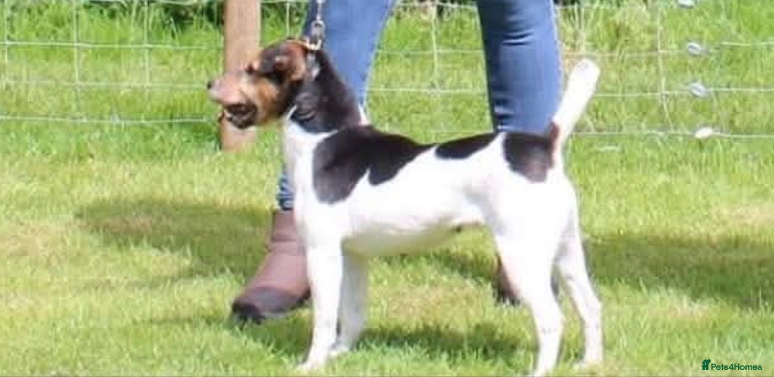 Jack Russell dogs Jack Russel bitch pup  - Advert 9