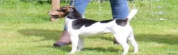 Jack Russell dogs for sale: Jack Russel bitch pup  in Ross-on-Wye - Advert 1