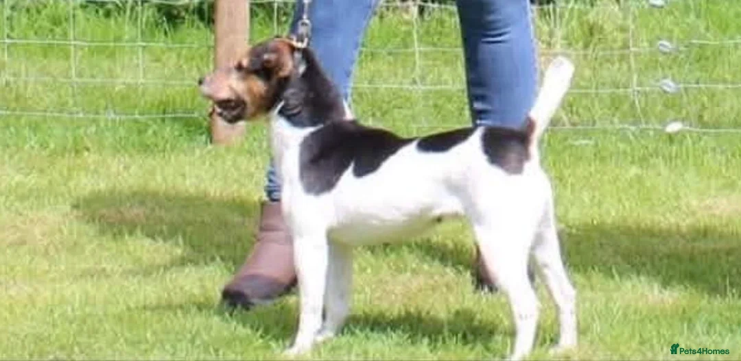 Jack Russell dogs for sale: Jack Russel bitch pup  in Ross-on-Wye - Advert 1