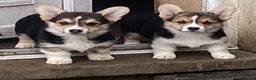 Welsh Corgi Pembroke dogs for sale: 7 Beauitful Corgi Puppies - Advert 12