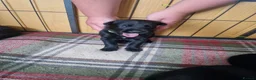 German Shepherd dogs for sale: Beautiful german shepherd puppies for sale  - Advert 7