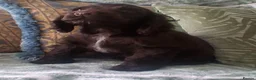 Cocker Spaniel dogs for sale: KC Reg Showtype Cocker Spaniel Puppy  - Advert 7