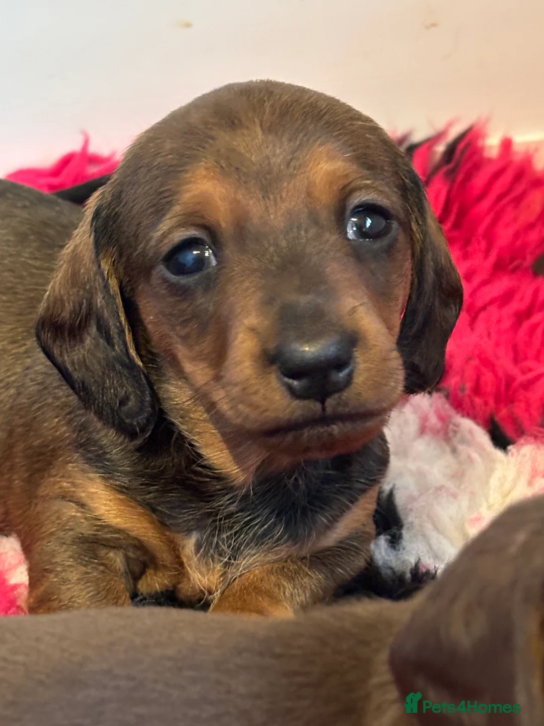 Miniature Dachshund dogs for sale: KC registered health tested miniature dachshunds - Advert 16