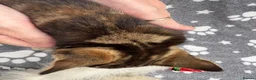 Mixed Breed cats for sale: Two beautiful and playful tabby kittens for sale! in Wisbech - Advert 14