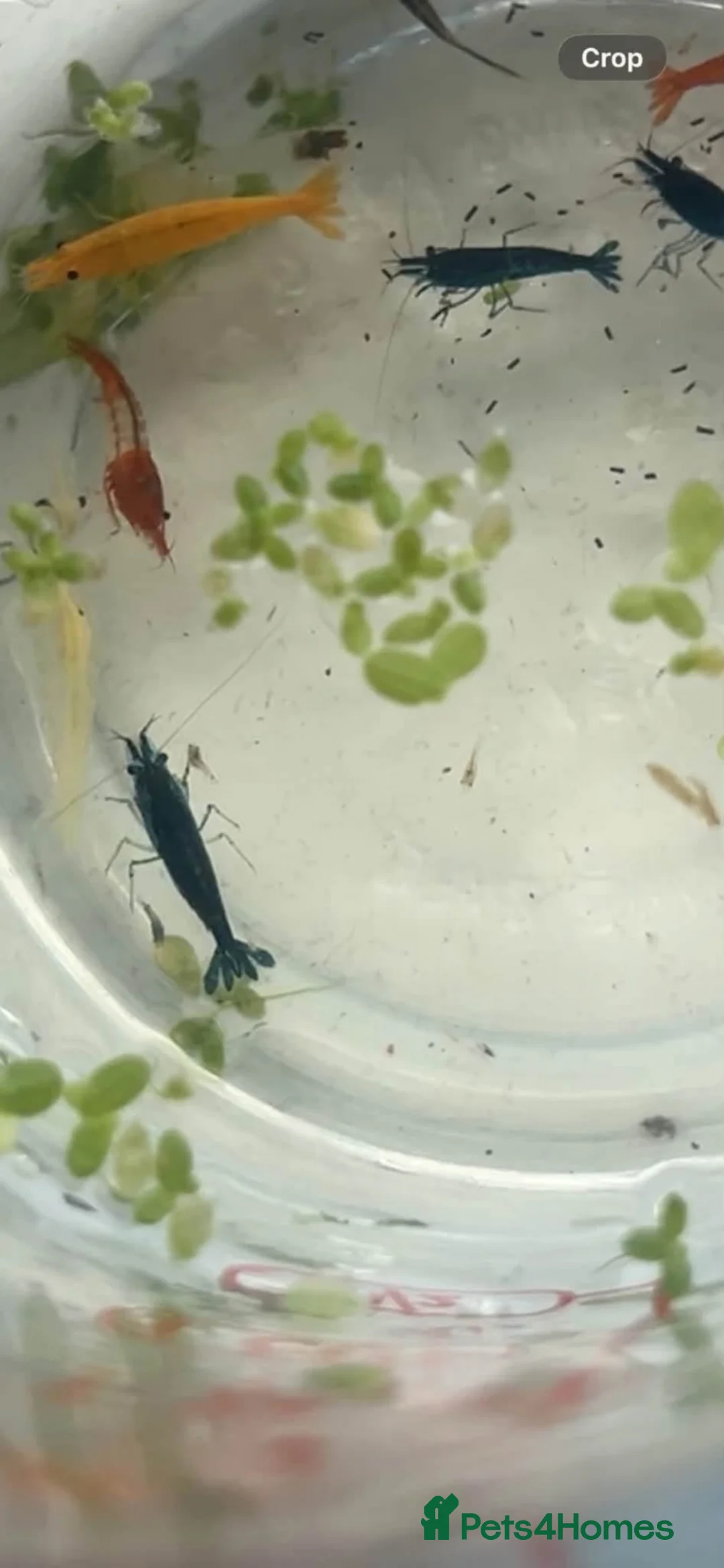 Shrimps fish for sale: Neocaridina shrimp  - Advert 1