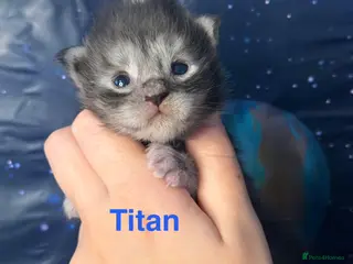 Maine Coon cats TICA Registered Maine Coon Kittens - Advert 6