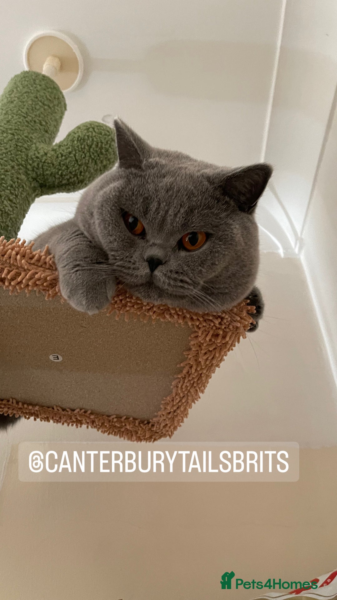 British Shorthair cats for stud: TICA RW SUPREME GRAND CHAMPION & GCCF IGRCH🏵️🏆 in Worcester - Image 6