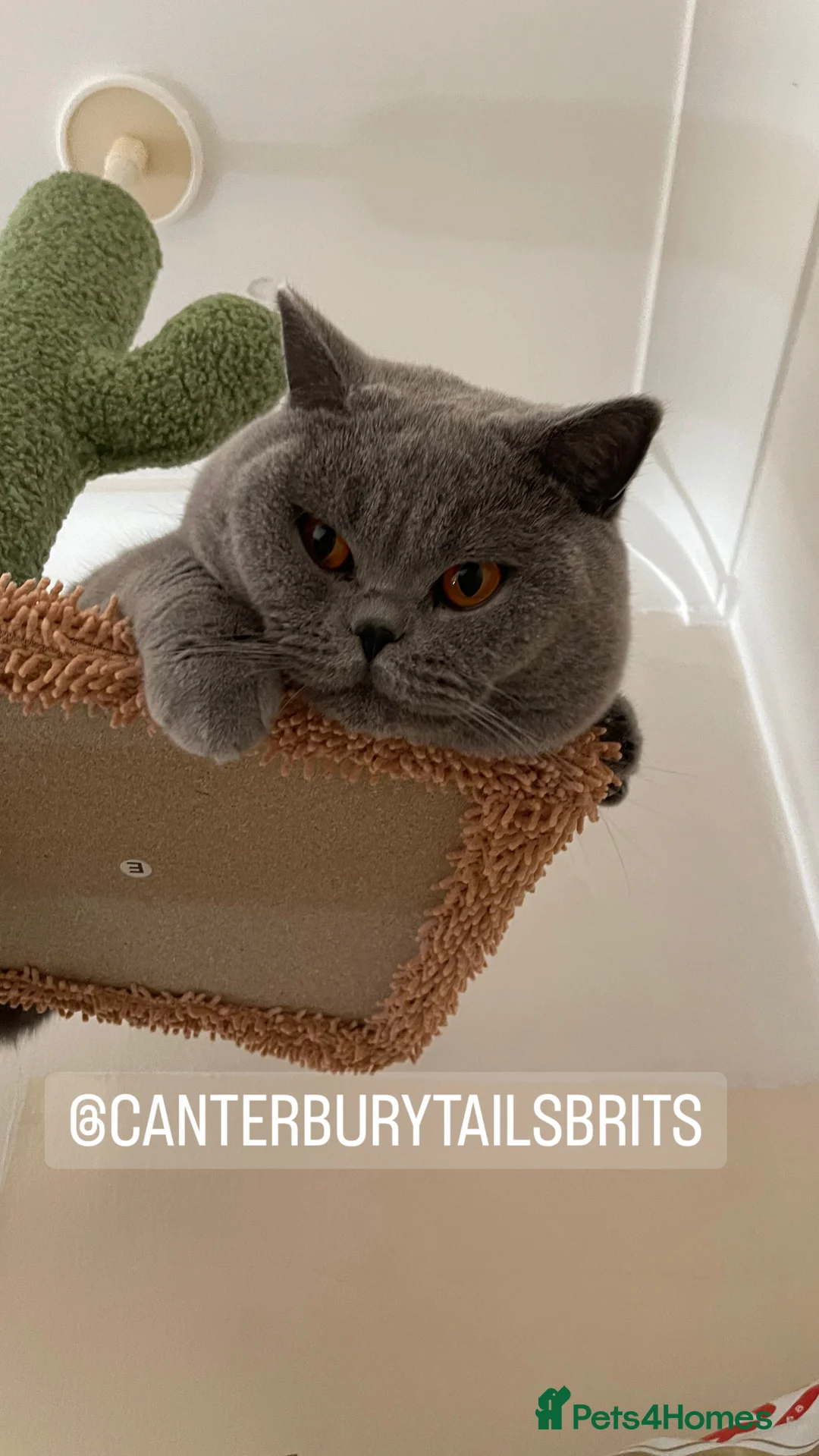 British Shorthair cats for stud: TICA RW SUPREME GRAND CHAMPION & GCCF IGRCH🏵️🏆 in Worcester - Advert 6