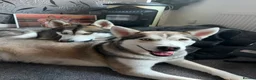 Alaskan Malamute dogs for sale: 9 beautiful Alaskan malamute puppies 6boys3girls - Advert 4