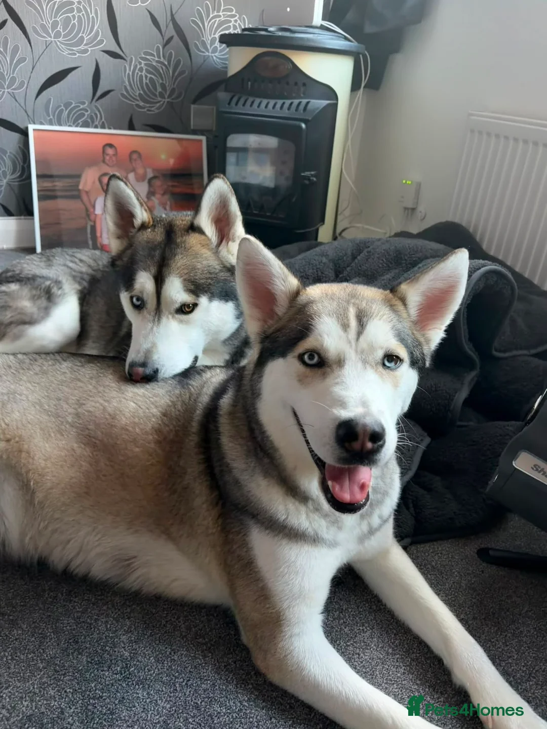 Alaskan Malamute dogs for sale: 9 beautiful Alaskan malamute puppies 6boys3girls - Advert 4