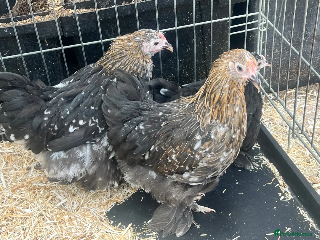Mixed Breed livestock for sale: Point of lay Pekin hens for sale - read full first - Advert 1