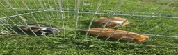 Guinea Pig rodents for sale: Lovely girls and boys for sale  - Advert 4