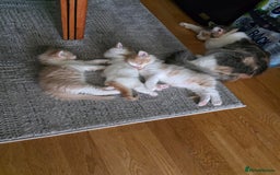 British Longhair cats for sale: 3 male kittens for sale  in Harrow - Image 1