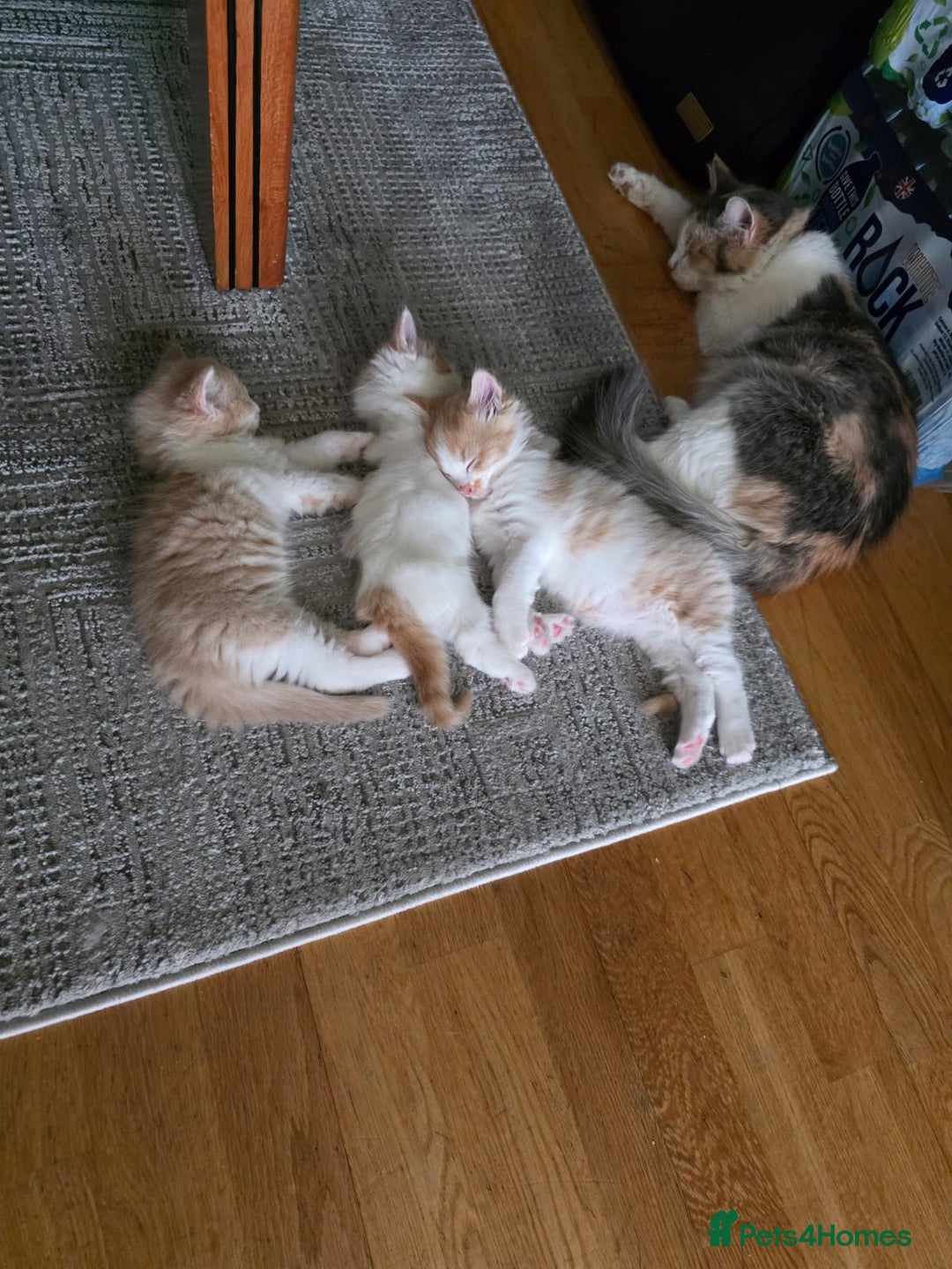 British Longhair cats for sale: 3 male kittens for sale  in Harrow - Image 1