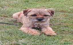Border Terrier dogs for sale: Border terrie  - Image 1