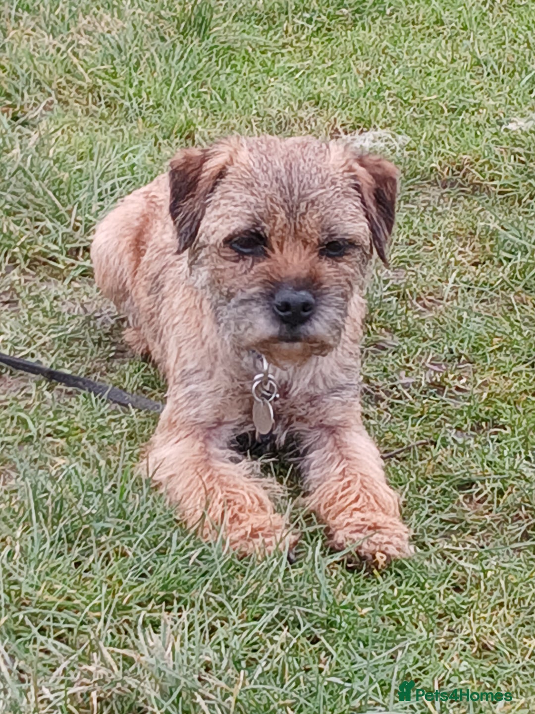 Border Terrier dogs for sale: Border terrie  - Image 1