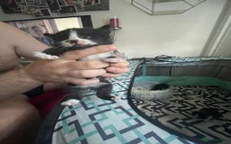 Turkish Angora cats for sale: Turkish angora kittens  - Image 1
