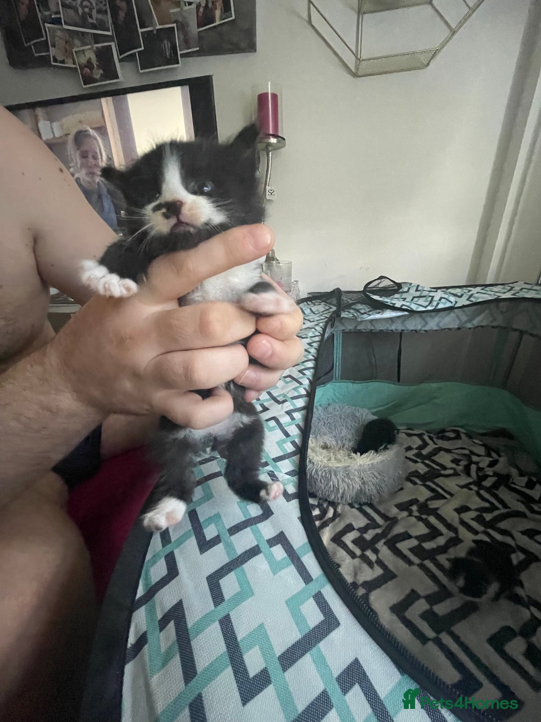 Turkish Angora cats for sale: Turkish angora kittens  - Image 1
